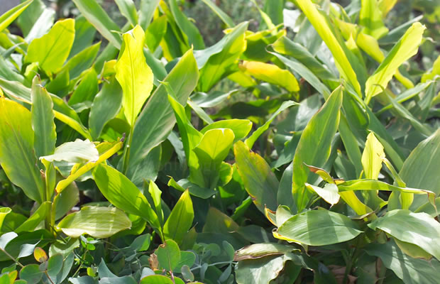 Bild von Elettaria cardamomum – Grüner Kardamom, Blatt-Kardamom