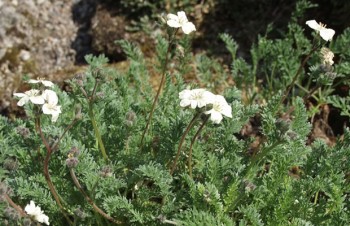 Thumbnail Erodium chrysanthum – Reiherschnabel