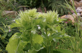 Thumbnail Eryngium alpinum – Alpen-Mannstreu