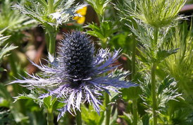 Thumbnail Eryngium alpinum ‚Blue Star‘ – Alpen-Mannstreu