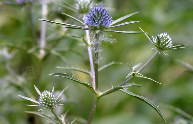 Bild von Eryngium amethystinum – Amethyst-Mannstreu, Balkan-Edeldistel