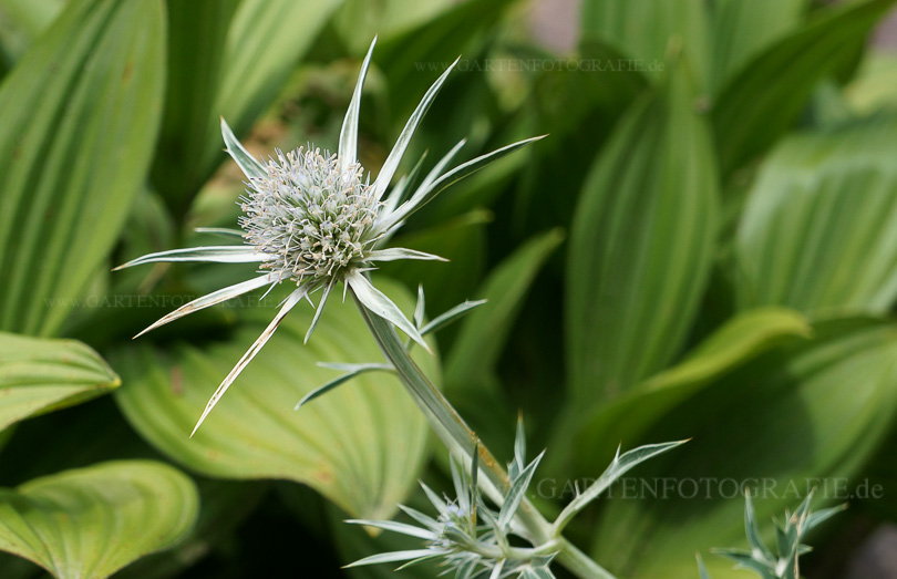 Bild von Eryngium spinalba – Silber-Mannstreu
