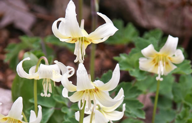 Bild von Erythronium  ‚White Beauty‘ – Hundszahnlilie, Hundszahn, Forellenlilie
