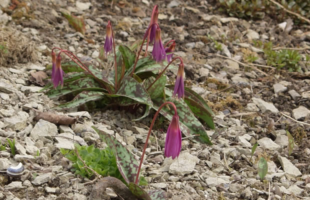 Bild von Erythronium dens-canis ‚Lilac Wonder‘ – Hunds-Zahnlilie, Europäischer Hundszahn, Hundszahn