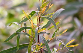 Thumbnail Eucalyptus mellifera – Honig-Eukalyptus