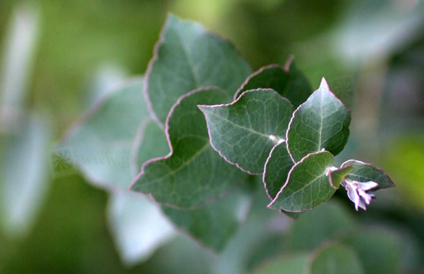 Bild von Eucalyptus radiata – Pfefferminz-Eukalyptus