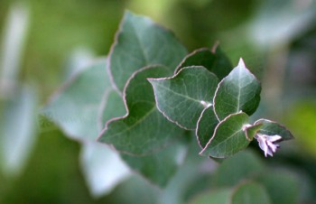 Thumbnail Eucalyptus radiata – Pfefferminz-Eukalyptus