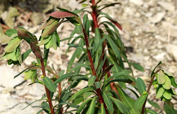 Bild von Euphorbia amygdaloides – Mandel-Wolfsmilch, Mandelblättrige Wolfsmilch