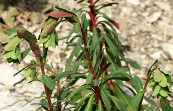 Thumbnail Euphorbia amygdaloides – Mandel-Wolfsmilch