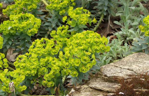 Bild von Euphorbia myrsinites – Walzen-Wolfsmilch, Myrten-Wolfsmilch, Myrtenblätterige Wolfsmilch