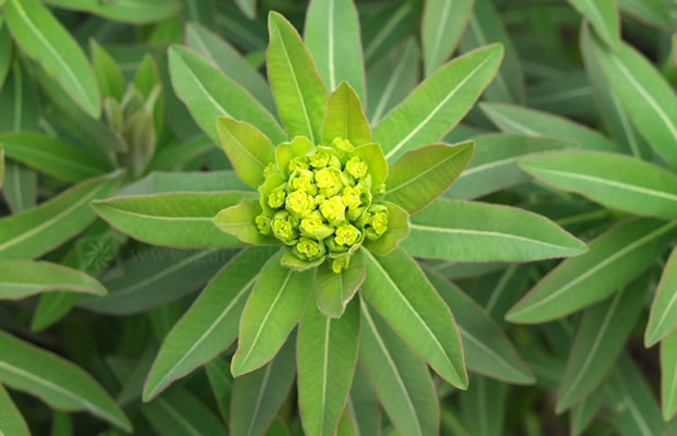 Bild von Euphorbia pilosa – Wolfsmilch