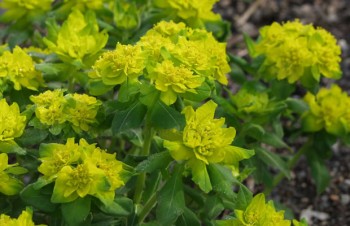 Thumbnail Euphorbia polychroma – Gold-Wolfsmilch