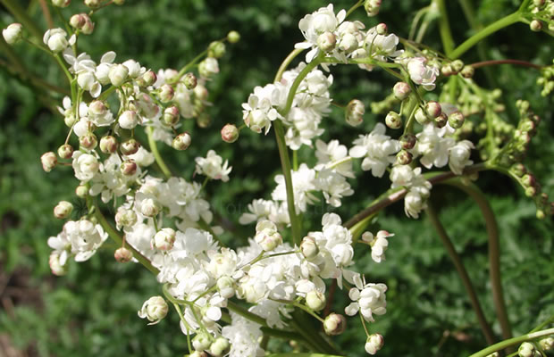 Bild von Filipendula vulgaris ‚Plena‘ – Gefülltblühende Knollenrüsterstaude, Gefülltes Mädesüß, Knollengeißbart, Knollenspierstaude