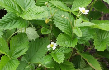 Thumbnail Fragaria vesca – Wald-Erdbeere