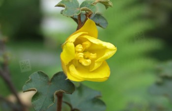 Thumbnail Fremontodendron californicum – Flanellstrauch
