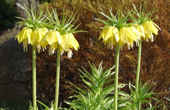 Thumbnail Fritillaria imperialis ‚Maxima Lutea‘ – Kaiserkrone
