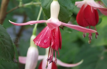 Fuchsia 'Celia Sunedley'