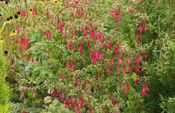 Thumbnail Fuchsia magellanica – Winterharte Gartenfuchsie