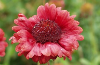 Thumbnail Gaillardia x grandiflora ‚Burgunder‘ – Kokardenblume