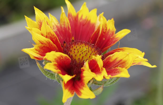 Bild von Gaillardia x grandiflora ‚Fackelschein‘ – Kokardenblume, Malerblume