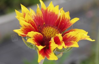 Thumbnail Gaillardia x grandiflora ‚Fackelschein‘ – Kokardenblume
