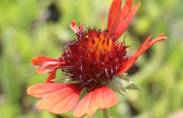 Bild von Gaillardia x grandiflora ‚Tokajer‘ – Kokardenblume, Malerblume
