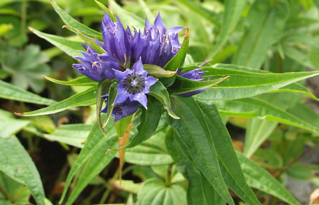 Bild von Gentiana asclepiadea – Schwalbenwurz-Enzian, Blaue Kreuzwurz, Geißleiter, Herbst-Enzian, Hirschbrunft-Enzian