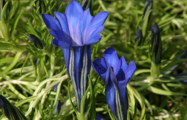 Bild von Gentiana sino-ornata ‚Blue Silk‘ – Chinesischer Herbst-Enzian, Chinesischer Schmuck-Enzian
