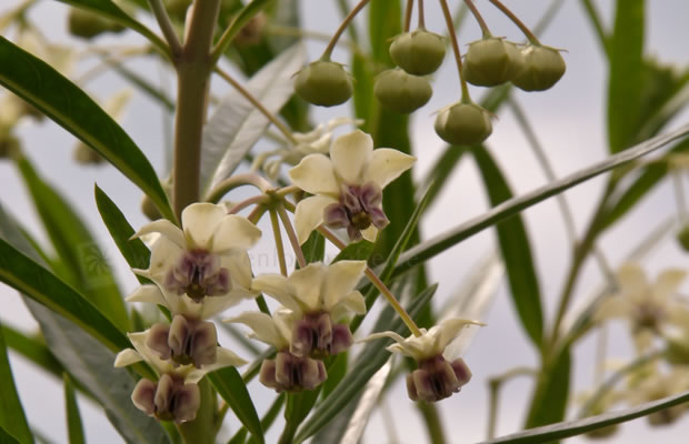 Bild von Gomphocaprus physocarpus – Seidenpflanze