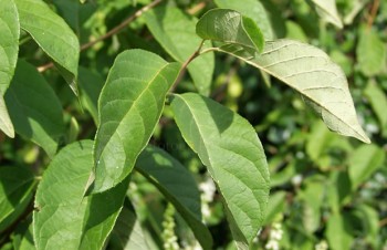 Thumbnail Halesia carolina – Schneeglöckchenbaum