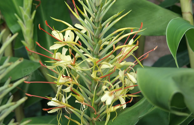 Bild von Hedychium gardnerianum – Kahiliingwer, Schmetterlingsingwer, Zieringwer