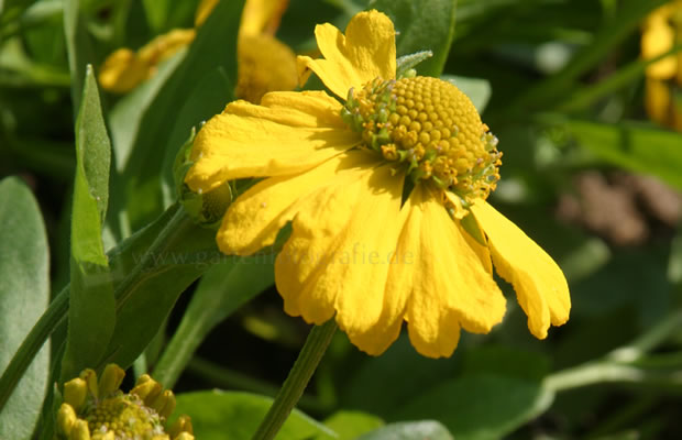 Bild von Helenium autumnale ‚Pumilum Magnificum‘ – Herbst-Sonnenbraut