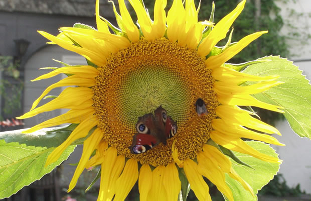 Bild von Helianthus annuus – Sonnenblume