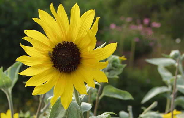 Bild von Helianthus argophyllus – Sonnenblume