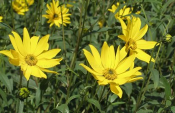 Thumbnail Helianthus pauciflorus – Steifaufrechte Sonnenblume