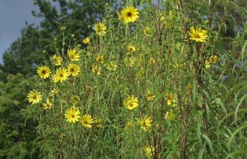 Thumbnail Helianthus salicifolius – Weidenblättrige Sonnenblume