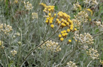 Thumbnail Helichrysum italicum – Italienische Strohblume