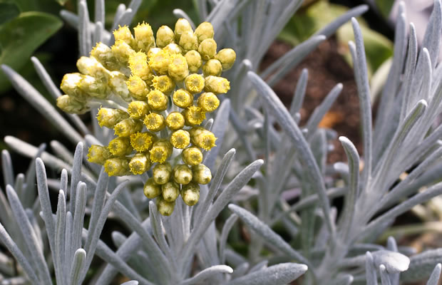 Bild von Helichrysum italicum ‚Silbernadel‘ – Italienische Strohblume, Currykraut