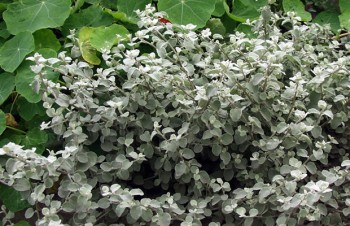 Thumbnail Helichrysum petiolare – Lakritz-Strohblume