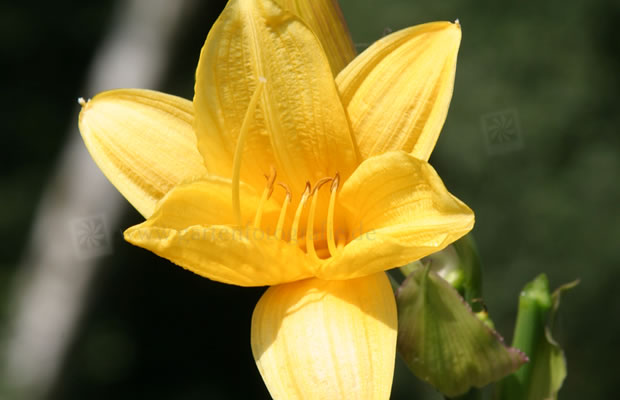 Bild von Hemerocallis ‚Maikönigin‘ – Taglilie