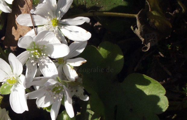 Bild von Hepatica nobilis ‚Alba‘ – Weißes Leberblümchen, Dreilappiges Leberblümchen