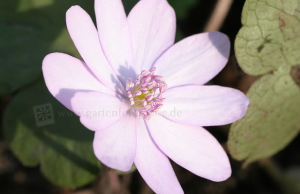 Bild von Hepatica nobilis ‚Rosea‘ – Rosa Leberblümchen, Dreilappiges Leberblümchen
