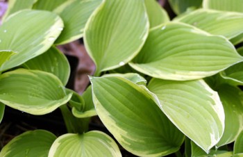 Thumbnail Hosta ‚Fragrant Dream‘ – Funkie