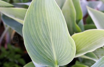 Thumbnail Hosta tardiana ‚Halcyon‘ – Blaublatt-Funkie