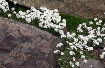 Thumbnail Hutchinsia alpina ssp. auerswaldii – Alpengämskresse