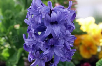 Thumbnail Hyacinthus orientalis – Hyazinthe
