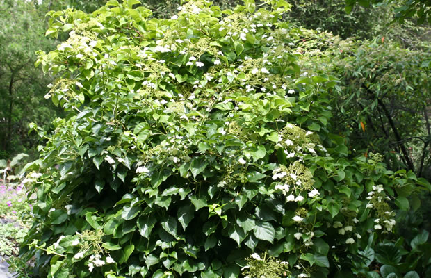 Bild von Hydrangea quercifolia – Eichenblättrige Hortensie
