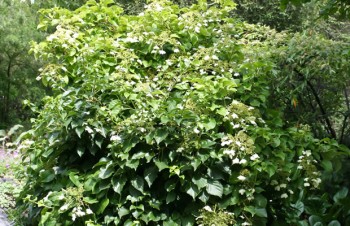 Thumbnail Hydrangea quercifolia – Eichenblättrige Hortensie