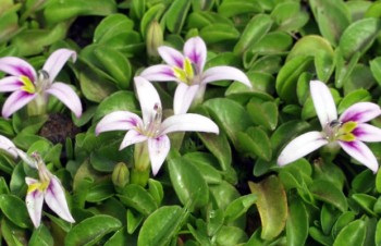Thumbnail Lobelia oligophylla – Rosensternchen