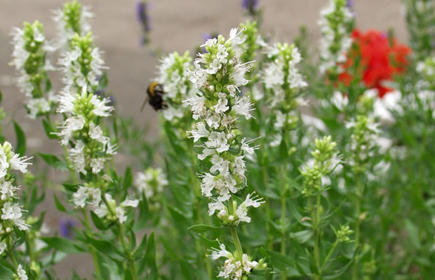 Bild von Hyssopus officinalis ‚Alba‘ – Weißblühender Ysop, Isop